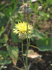 Centaurea orientalis