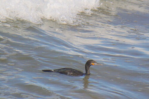 iNaturalist image