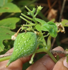 Corallocarpus epigaeus