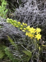 Bulbine cepacea