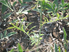 Centaurea orientalis