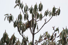 Pterorhinus albogularis