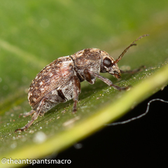 Choraginae