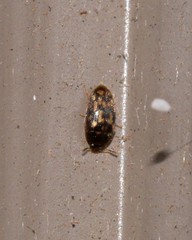 Mycetophagidae