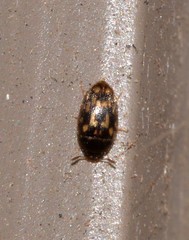 Mycetophagidae