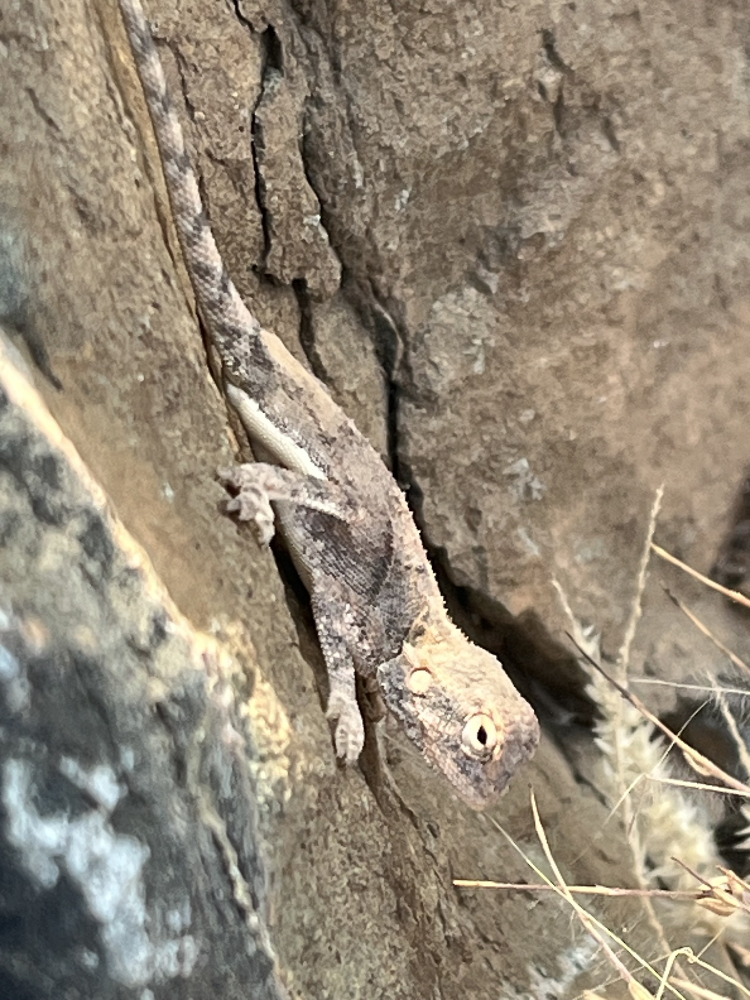 Agama anchietae Bocage, 1896