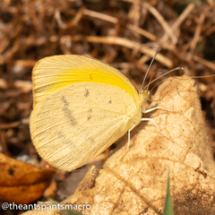 Eurema herla