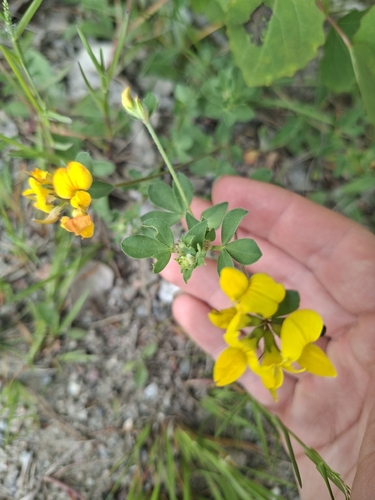 bird's-foot trefoil