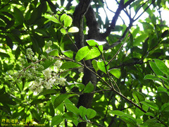 Ligustrum japonicum