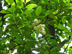 Ligustrum japonicum