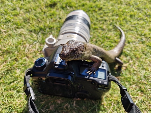 King's Skink, Egernia kingii