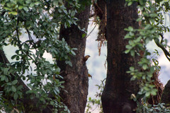 Heterophasia capistrata