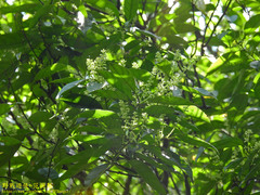 Itea