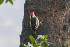 Dendrocopos himalayensis