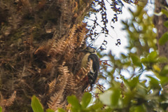 Dendrocopos himalayensis