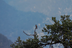 Heterophasia capistrata