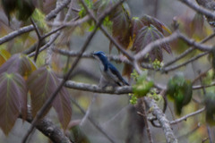 Ficedula superciliaris