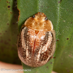 Paropsisterna semifumata