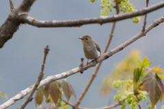 Ficedula superciliaris