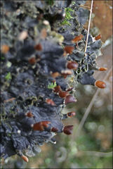 Peltigera dolichorhiza