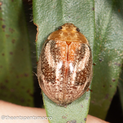 Paropsisterna semifumata