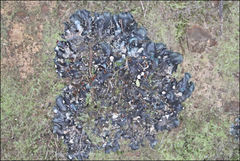 Peltigera dolichorhiza