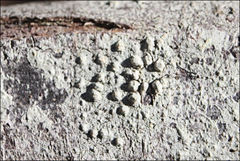 Pertusaria pertractata