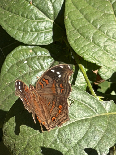 Spotted Brown Pansy
