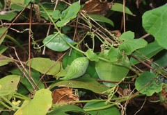 Corallocarpus epigaeus