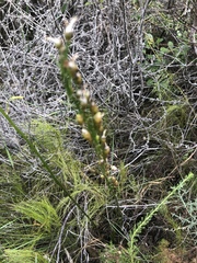 Bulbine cepacea