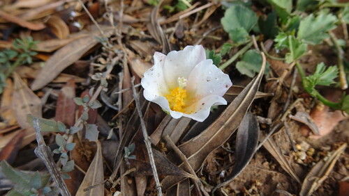 Hibiscus pusillus, photograph 2