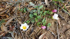 (c) Paul Emms, some rights reserved (CC BY-SA) Hibiscus pusillus, photograph (c) Paul Emms, some rights reserved (CC BY-SA)