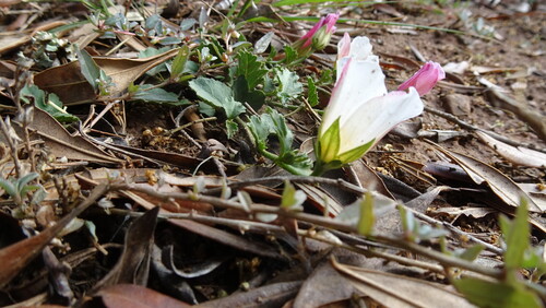 Hibiscus pusillus, photograph 4