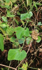 Corallocarpus epigaeus