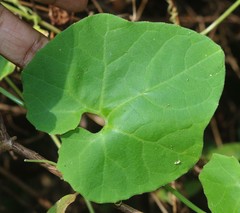 Corallocarpus epigaeus