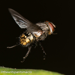 Calliphora canimicans