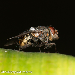 Calliphora canimicans