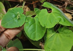 Corallocarpus epigaeus