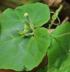 Corallocarpus epigaeus