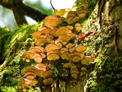 Baryrhynchus poweri