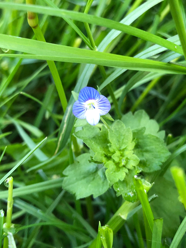 bird's-eye speedwell