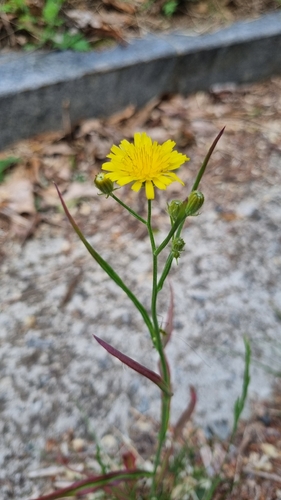 narrow-leaved hawksbeard