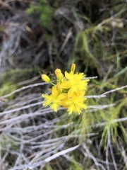 Bulbine cepacea
