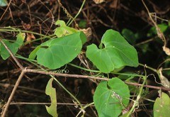 Corallocarpus epigaeus