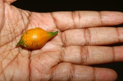 Corallocarpus epigaeus