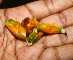 Corallocarpus epigaeus