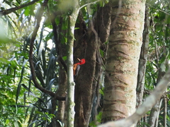 Campephilus rubricollis