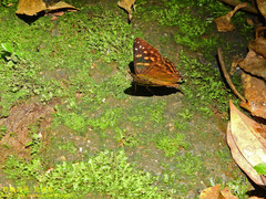 Dodona formosana