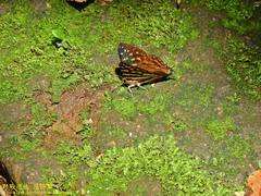 Dodona formosana