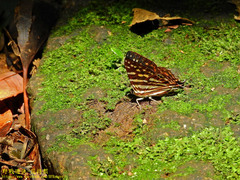 Dodona formosana